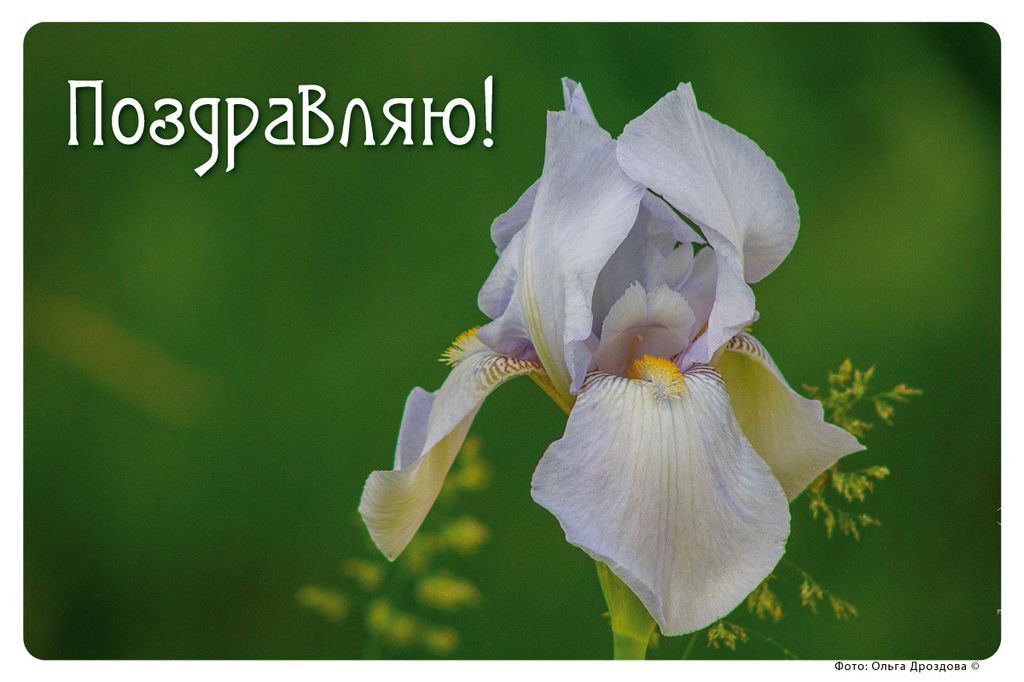 Открытка с букетом разноцветных тюльпанов и надписью поздравляю.