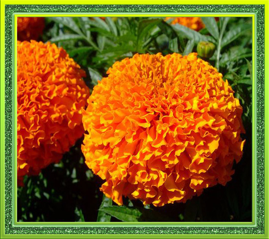 Пчела на бархатцы открытка. Открытка собрались бархатцев пледы украсив счасть...