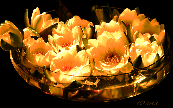 Открытка мерцающая светящиеся белый лотос. Открытка розовый Лотос сверкает.