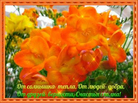 Открытка с распускающимися цветами фрезии. Открытка роса на цветах.