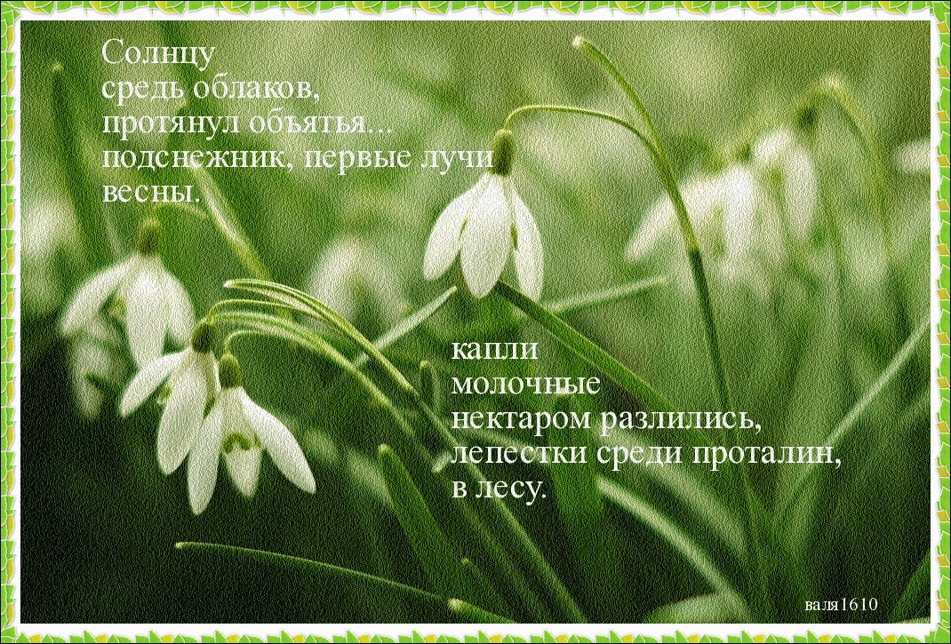 Скачать бесплатно открытки С днем подснежника. Открытки подснежники.