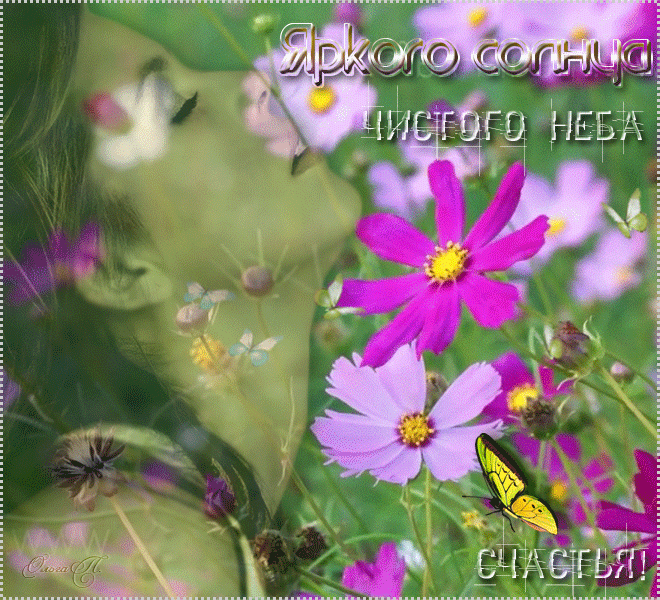 Открыл к бабочка машет крыльями, я мерцающая открытка с космеями и бабочкой.