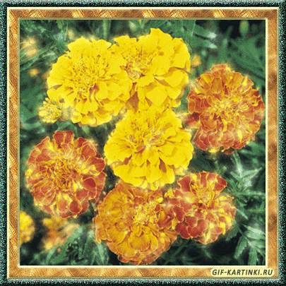 Пчела на бархатцы открытка. Открытка собрались бархатцев пледы украсив счасть...