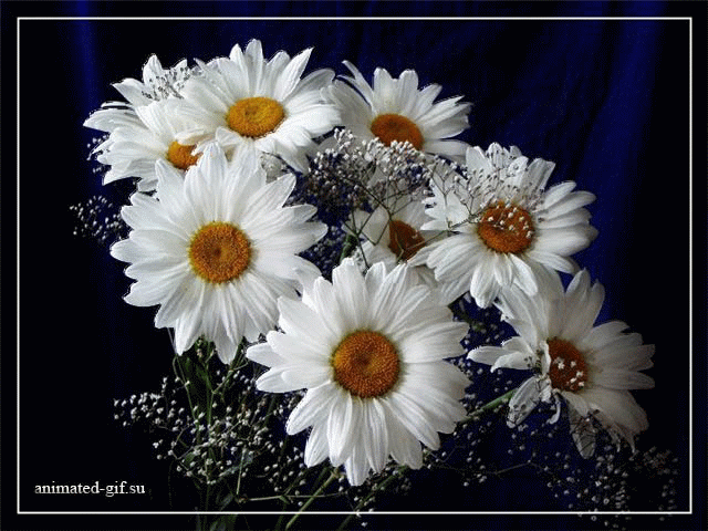 Букет ромашек в руках фото. Большие ромашки фото. Потом много ромашек фото вы...