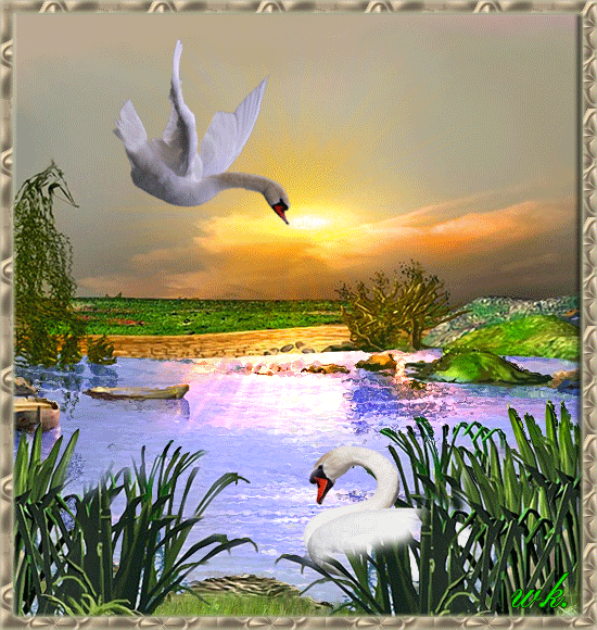  Открытка анимация Два лебедя в воде. Открытка счастья вам Молодожены, мира и...