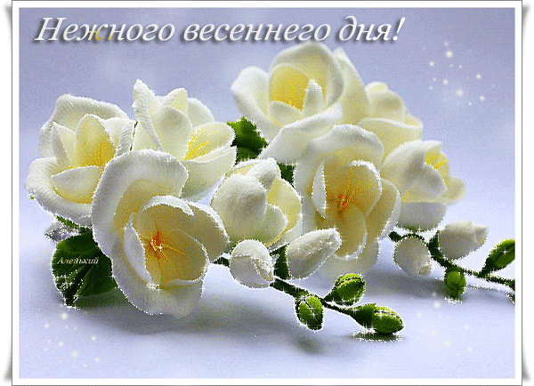 Картинки с фрезиями. Открытки С днём рождения с фрезиями.