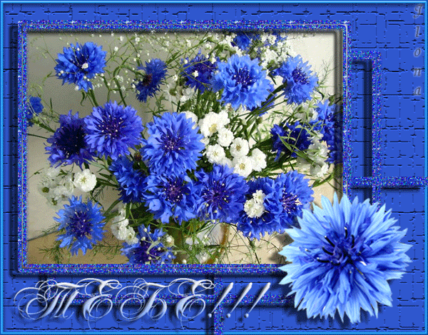 Васильками с днём рождения. Красивые открытки с васильками.