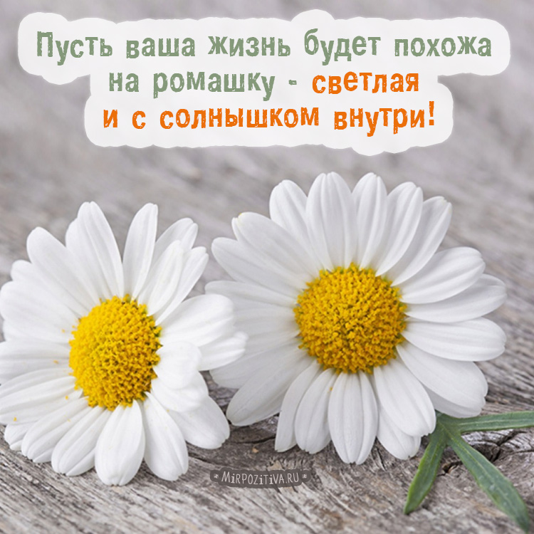 Открытки с ромашками. Картинки с ромашками с днем рождения.