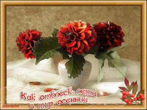 Открытки с Георгинами. Открытки С днём рождения с георгинами.