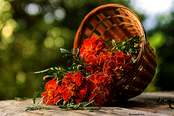 Открытки с бархатцами. Картинки с бархатцами.