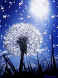 С одуванчиками Картинка с одуванчиками. Картинки девушка с одуванчиками.   