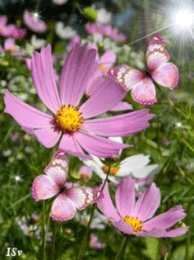 С космеями На цветке Сиреневой космеи. Открытка мерцающая цветки космеи.