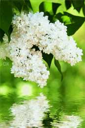 Открытки С сиренью Открыткам Пусть запах любимой сирени, ностальгии пройдется по душам. Открытка Доброе утро gif-анимация с бабочками и птицей сидящими на кусту сирени. Открытка прекрасная сирень для тебя!  Открытка Сиреневый Привет , цветами сирени и порхающие птицей.