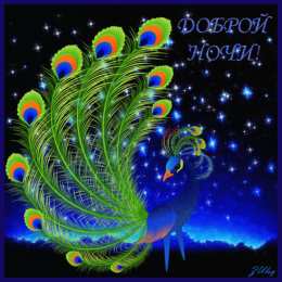 С павлинами Павлин открытки рисунки. Открытка павлин с распущенным хвостом.