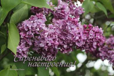 С сиренью Картинки доброе утро с сиренью. Картинки С днём рождения с сиренью.