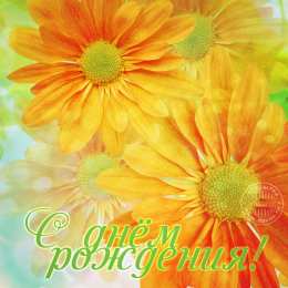 С герберами Скачать бесплатно картинки с герберами. Картинки с цветами герберами.