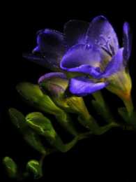 С фрезиями Открытка с распускающимися цветами фрезии. Открытка роса на цветах.