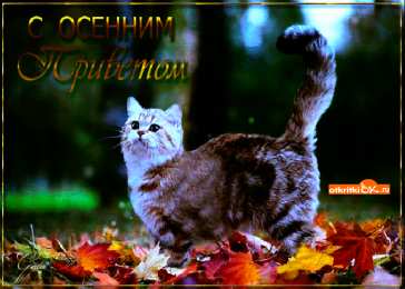 Осенний приветик Открытки осенний Приветик. Бесплатные открытки осенний Привет.