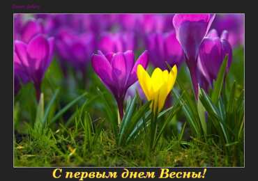 С крокусами Открытка мерцающая с фиолетовыми крокусами и бабочкой к 8 марта.