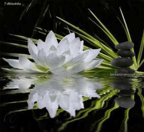 С лотосом Белый лотос фото. Картинка с надписью Лотос. фото лотоса на воде. 