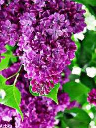 Открытки С сиренью  Открытка Любимой бабушке, с букетом сирени в хрустальной вазе. Открытка весну встречай, Она идёт, удачу за собой несет, я открытка с прыгающими бабочками и букетом из белой и Сиреневой сирени. Открытка чтоб смех твой слышался всегда, цветов, улыбок, солнца и тепла!