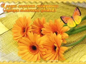 С герберами Скачать бесплатно картинки с герберами. Картинки с цветами герберами.