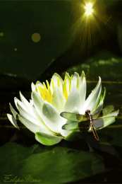 С лотосом Открытка лотосы на воде. Открытка с днем Нептуна, с цветком лотоса.