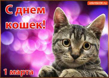 С Всемирным днём кошек Открытка Всемирный день кошек 8 августа. Скачать картинки с Днём Кошки.