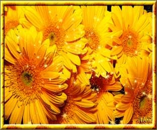 С герберами Открытки С днём рождения с герберами. Открытки с герберами. 