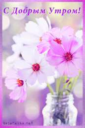 С космеями На цветке Сиреневой космеи. Открытка мерцающая цветки космеи.