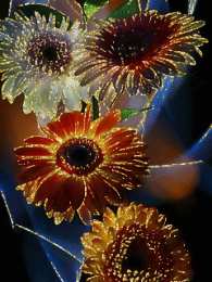 С герберами Нежная открытка с днём рождения со светло розовыми герберами.