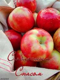 Яблочный спас Открытка с яблоками и возле иконы. Открытка с ежиком и корзины яблок.