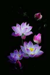 С лотосом Открытка цветок лотоса и лист на воде. Открытка Лотос на стебле.