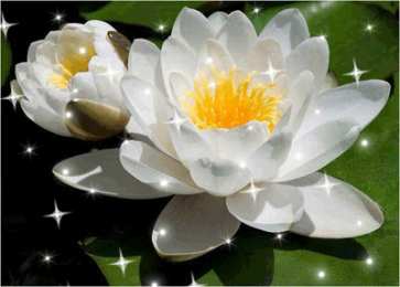 С лотосом Самые красивые лотосы фото GIF картинка Лотос. Живая картинка лотоса.