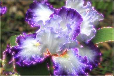 С ирисами Открытка сказочного денёчка с фиолетовыми ирисами и бабочкой.