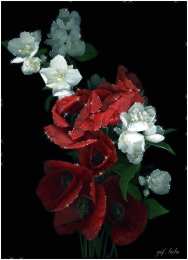 С маком Открытка для Насти ко Дню рождения с множеством красок маков.