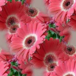 С герберами Открытка с днём рождения с фоном из разноцветного терьеров. 