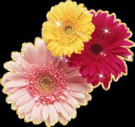 С герберами Скачать бесплатно картинки с герберами. Картинки с цветами герберами.