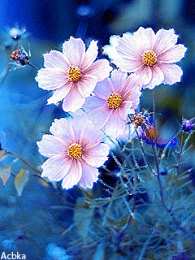 С космеями Открытка розовые цветы космеи. Открытка Космея и ромашка.   