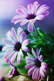 С космеями На цветке Сиреневой космеи. Открытка мерцающая цветки космеи.