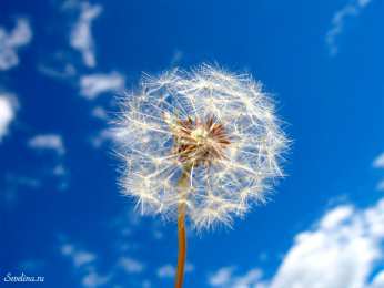 С одуванчиками Картинка с одуванчиками. Картинки девушка с одуванчиками.   