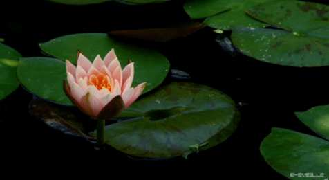 С лотосом Самые красивые лотосы фото GIF картинка Лотос. Живая картинка лотоса.