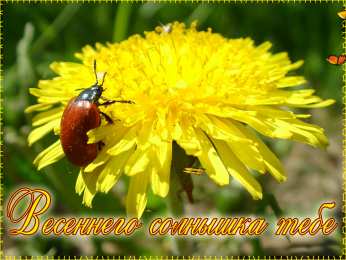 С одуванчиками Одуванчик картинка для детей. Фото одуванчика Одуванчики фотообои.