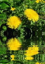 С одуванчиками Одуванчик картинка для детей. Фото одуванчика Одуванчики фотообои.