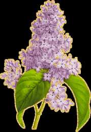 Открытки С сиренью Открытка с пожеланиями счастливой весны и цветущей сиренью.  Красивые открытки с сиренью. Открытки с сиренью.  Открытка Пусть удачным будет день, с белыми бабочками порхающий над вазой с Сиреневой фиолетовой и белой сиренью.