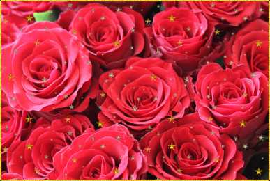 С красными розами Красивые розы фото. Картинки розы красные. Розы фото скачать.