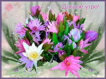С космеями Открытка розовые цветы космеи. Открытка Космея и ромашка.   