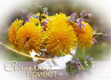 С одуванчиками Открытка гиф анимация жёлтая бабочка на желтых одуванчиков. 