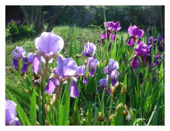 С ирисами Красивые фото ирисов. Ирисы фото на рабочий стол. Картинки цветов ириса.