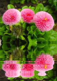 С астрами Открытка Астры для тебя. Ретро открытка С Днём рождения С астрами.